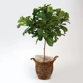 Ficus lyrate